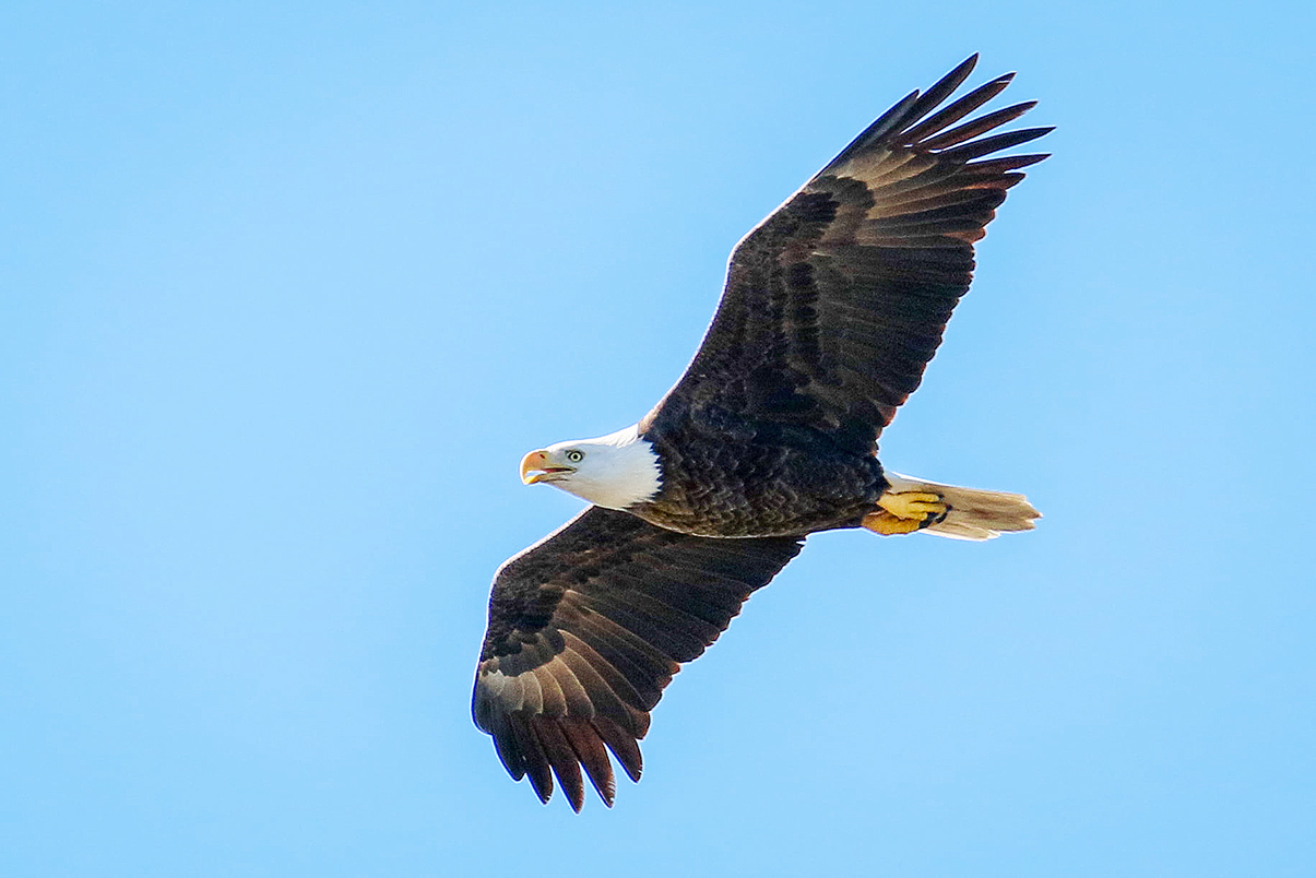 A Bald Eagle in flight | FWS.gov